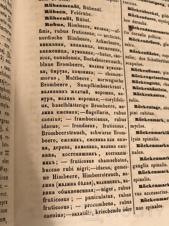 Терминологический медицинский словарь. 1864 год, фото №10
