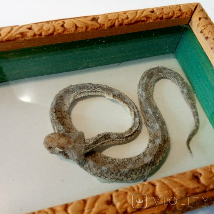Скорпион + змея под стеклом, photo number 8