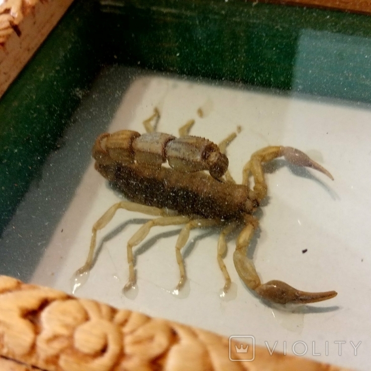 Скорпион + змея под стеклом, photo number 9