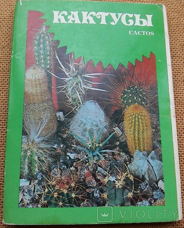 Комплект листівок ссср Кактуси.24 шт.1984 р., фото №3