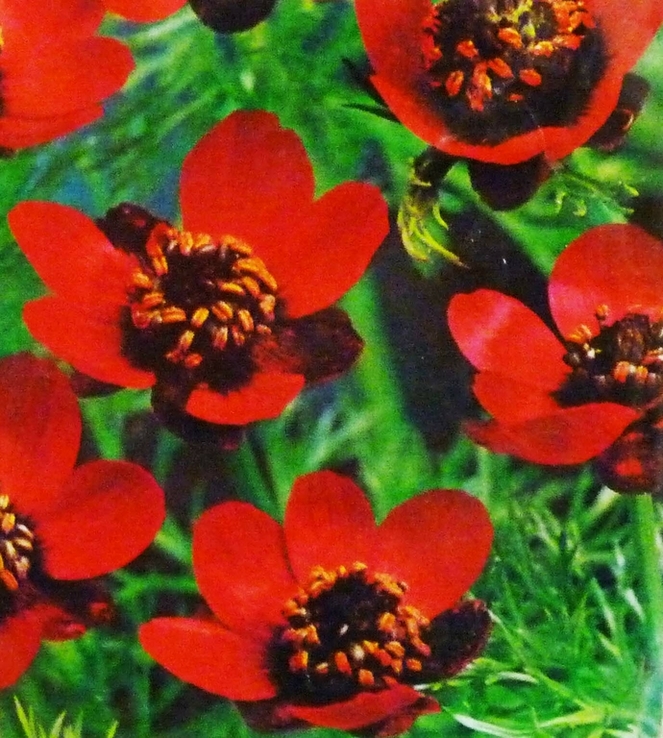 Насіння квіти Адоніс Літній 0,2 г 200386, фото №3