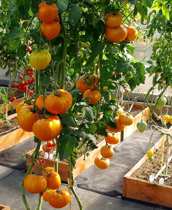 Насіння томат Амана Оранж (Amana Orange) 10 шт 200458, фото №3