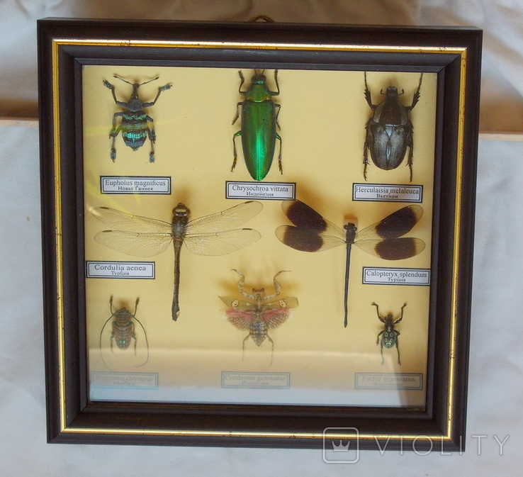 Девять экзотических жуков в рамке, фото №7