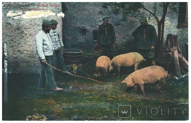 Окрытка Немецкие солдаты и свиньи во дворе Первая мировая война 1917 год Германия