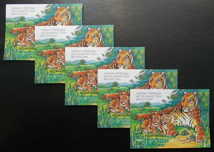 Россия 1992 г. Охрана природы Фауна Тигры 5 блоков люкс **