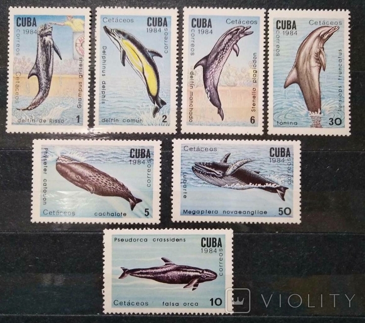 1984, Куба, дельфины, киты