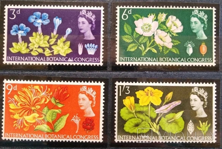 1964, Великобритания, цветы