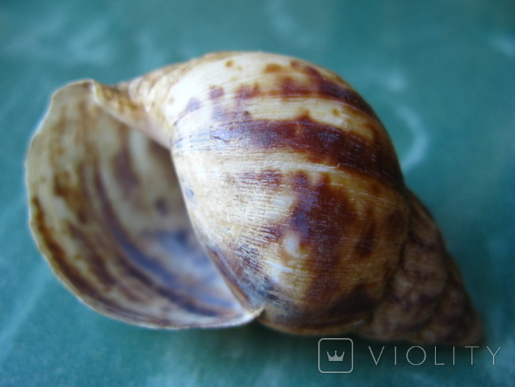 Морская ракушка раковина Archachatina marginata, фото №3