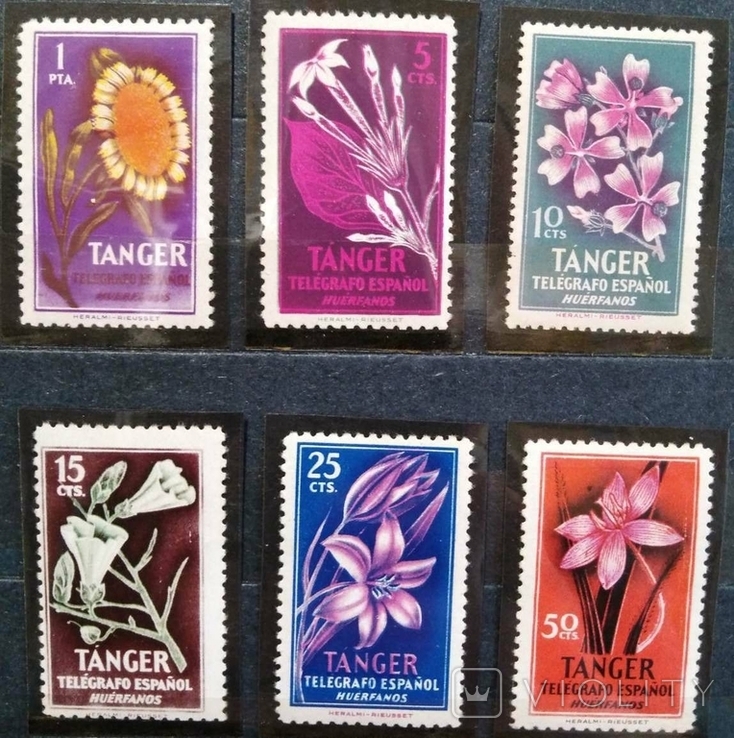 Тангер, цветы