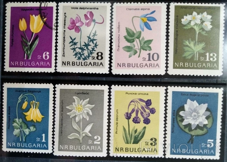 1963, Болгария, цветы