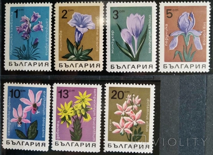 1968, Болгария, цветы