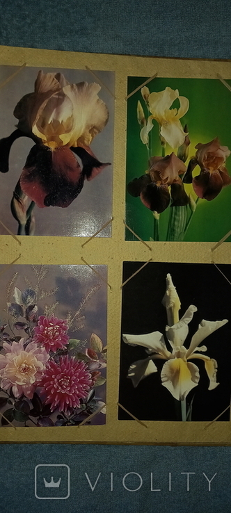 Альбом с открытками Цветы, 1940-50-х годов ХХ в., фото №12