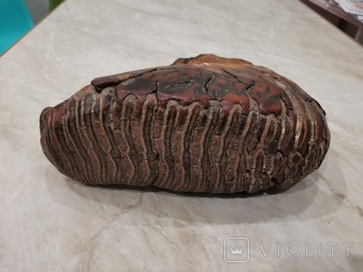 Зуб мамонта у вигляді "черевика", фото №2