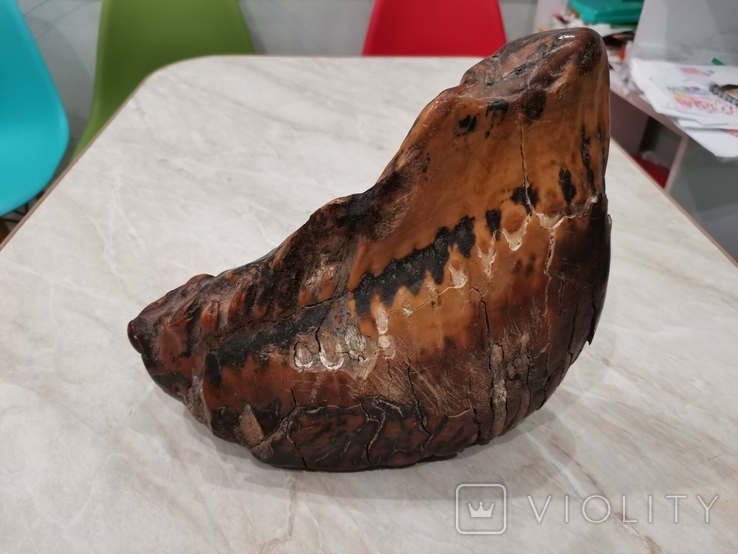 Зуб мамонта у вигляді "черевика", фото №6