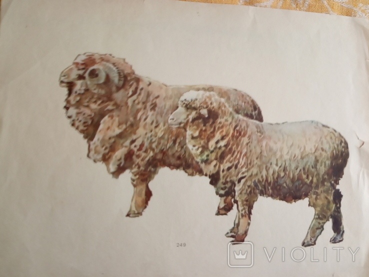 Таблица овцы 1973г, фото №2
