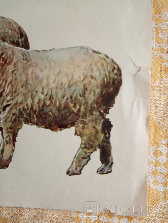 Таблица овцы 1973г, фото №3