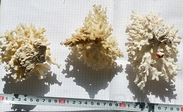 Три куща коралів., фото №4