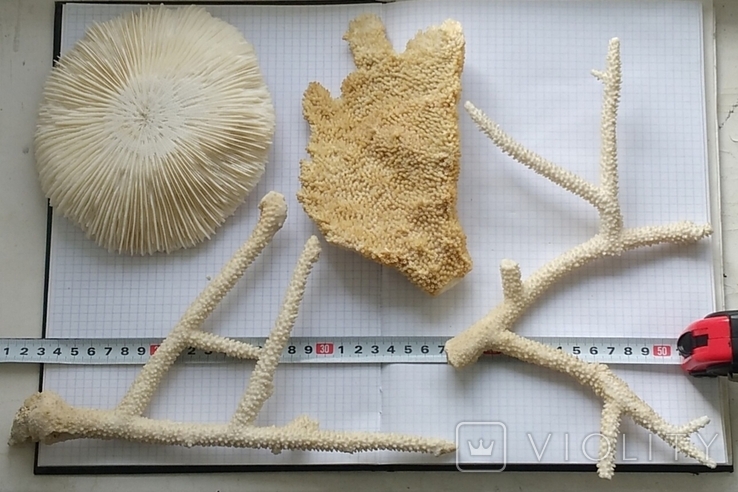 Три вида коралів., фото №3
