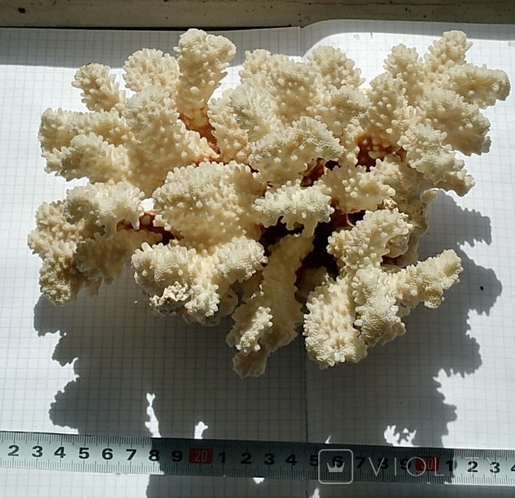 Великий корал., фото №3