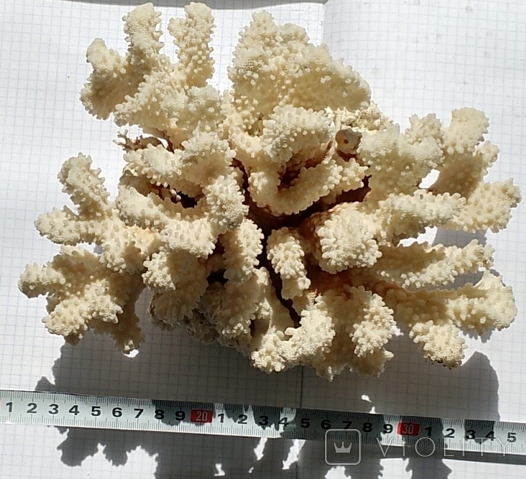 Великий корал., numer zdjęcia 2