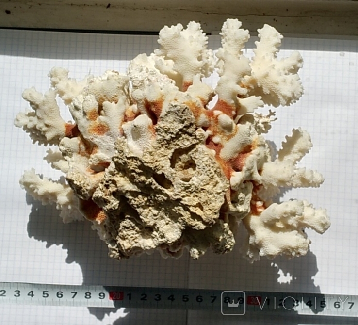 Великий корал., numer zdjęcia 4