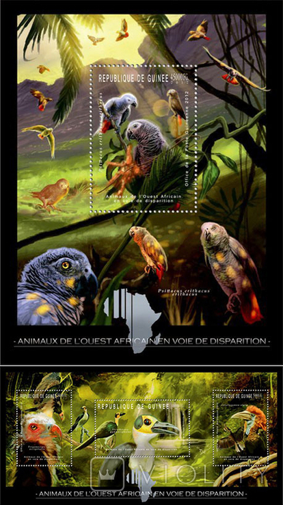 Африка Гвінея 2012 Фауна Дикі Птахи Папуги