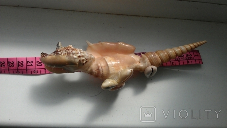 Крокодил с раковин морских-океанских, фото №6