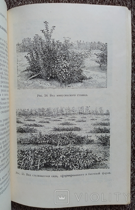 Колхозный сад ( Сельхозгиз - 1956 год)., фото №7