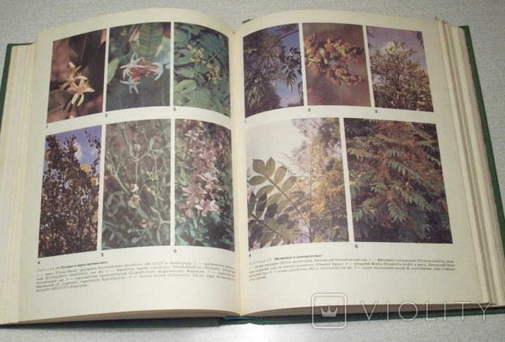 Жизнь растений в шести томах. (Под ред. проф. М. В. Горленко), фото №6