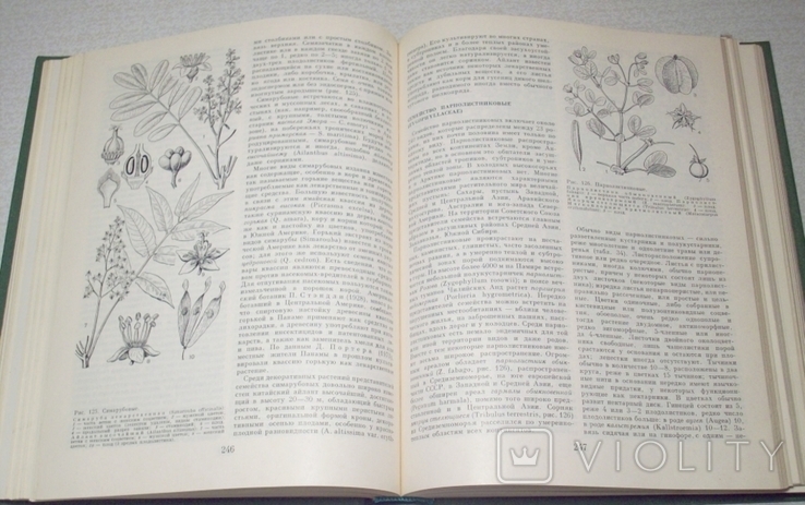 Жизнь растений в шести томах. (Под ред. проф. М. В. Горленко), фото №10