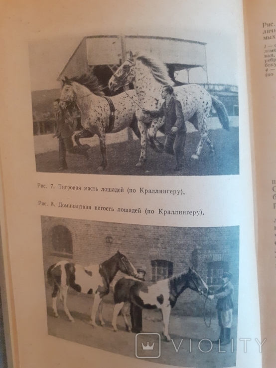 Кушнер Наследственность сельскохозяйственных животных 1964г, фото №4