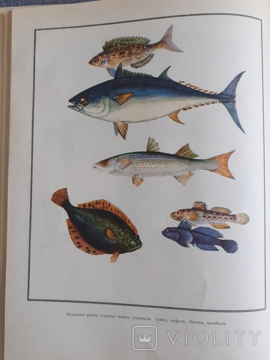 Настольная книга рыболов-спортсмена, фото №4