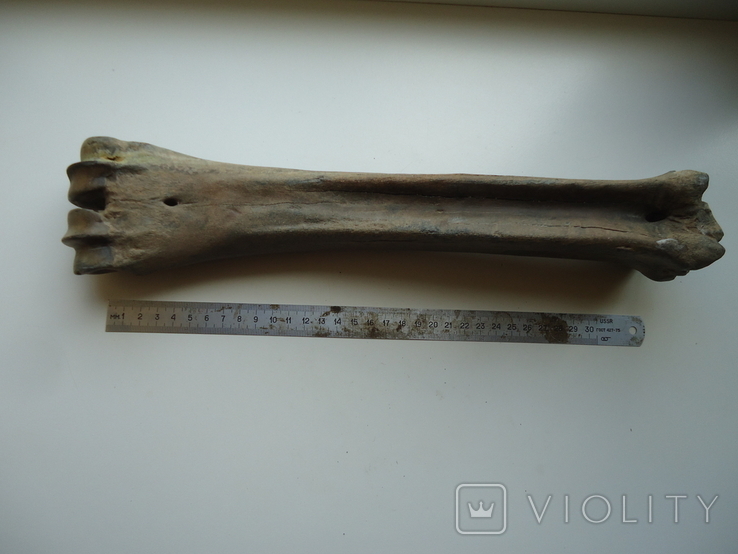 Petrified animal bone., photo number 5