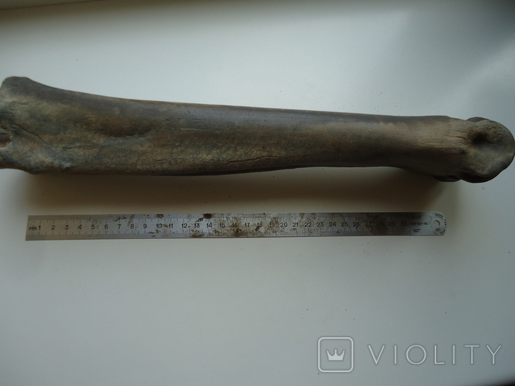 Petrified animal bone., photo number 6