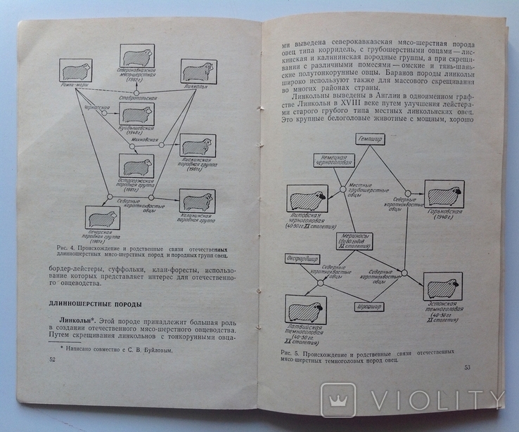 1966 Мясо-шерстное овцеводство. Буйлов С.В., Курганский В.М., фото №6