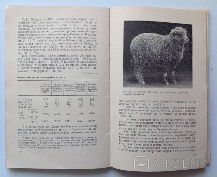 1966 Мясо-шерстное овцеводство. Буйлов С.В., Курганский В.М., фото №9