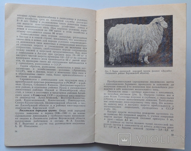1966 Мясо-шерстное овцеводство. Буйлов С.В., Курганский В.М., фото №13