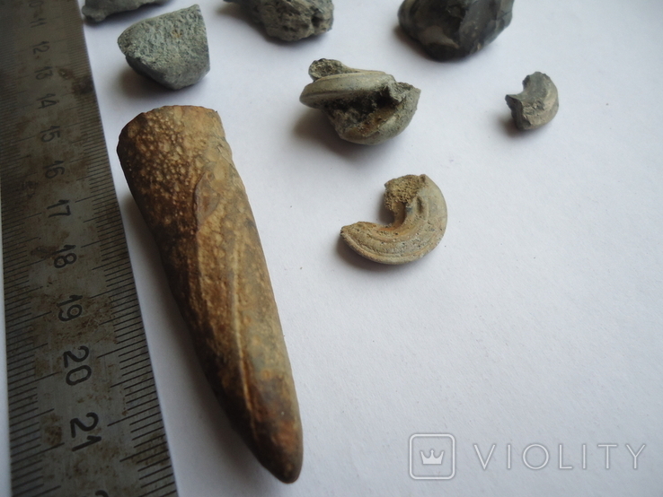 Marine fossils., photo number 5