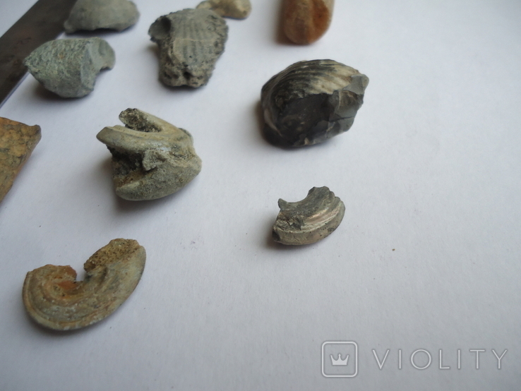 Marine fossils., photo number 6