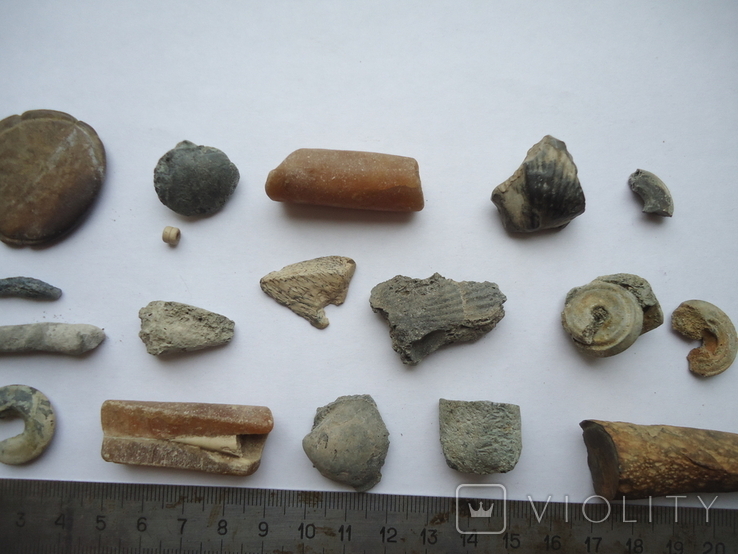 Marine fossils., photo number 7