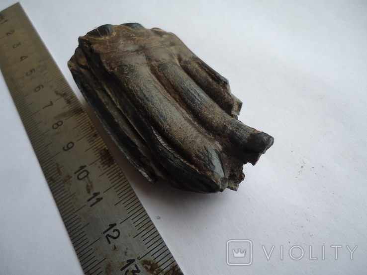 Petrified tooth of an animal, photo number 5