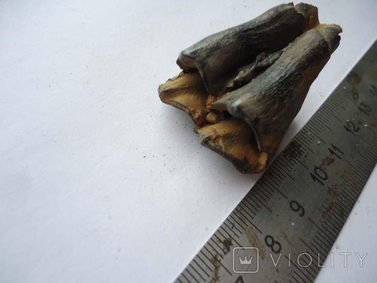 Petrified tooth of an animal, photo number 3