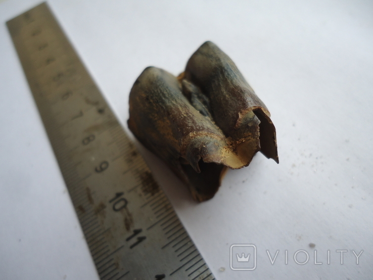 Petrified tooth of an animal, photo number 4