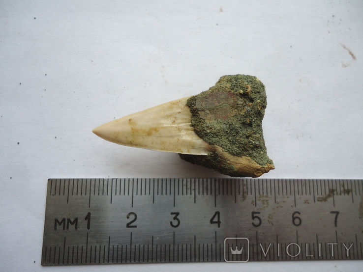 A fossilized shark tooth., photo number 2