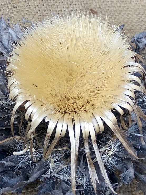 Виткаснык татарниколистный "колючник"- реликтовое растение, фото №5
