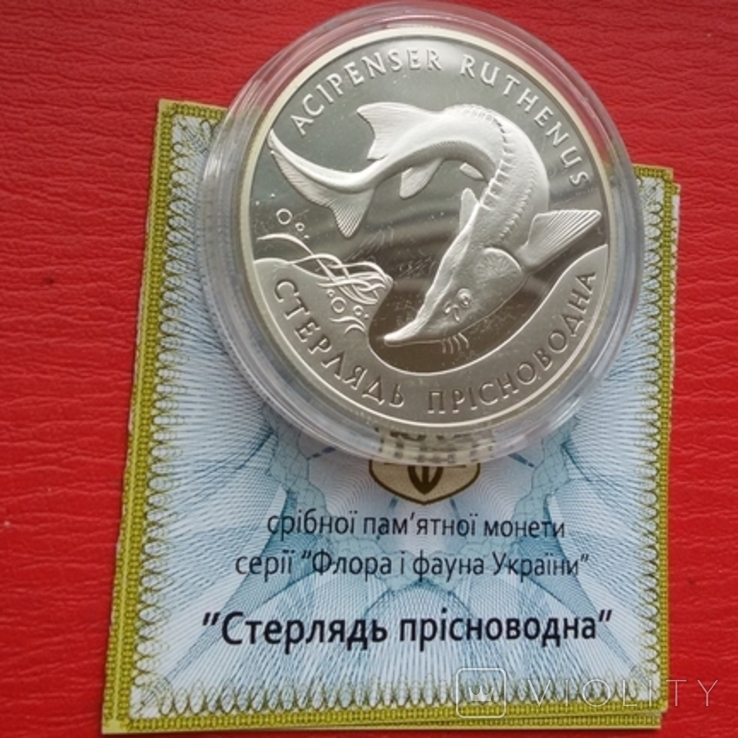 10 гривень 2012 р "Стерлядь прісноводна", фото №2