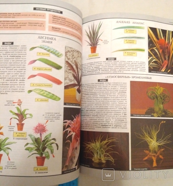 Д-р Д.Г.Хессайон Всё о комнатных растениях Москва 2000 г., фото №5