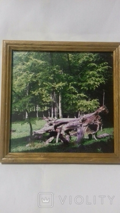 Фотокартина: Крымский лес2, фото №2