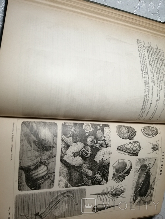 Энциклопедический словарь Брокгауз Ефрон 1896 год том 38, фото №7