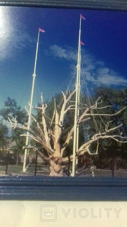 Фотокартина:Запорожье.Знаменитый дуб на о.Хортица, фото №3